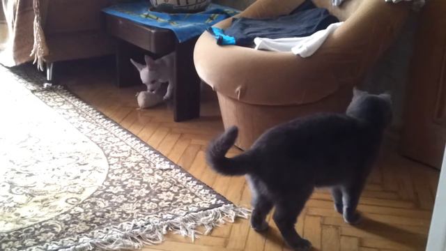 Сэм и Вегас смотреть онлайн