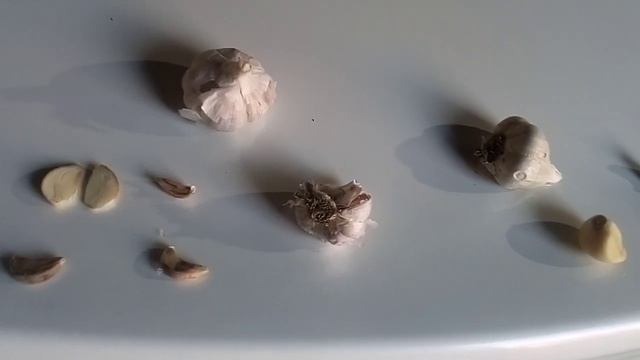 Посадка чеснока на зиму. Ревизия чеснока перед посадкой. Результат неутешительный. смотреть онлайн