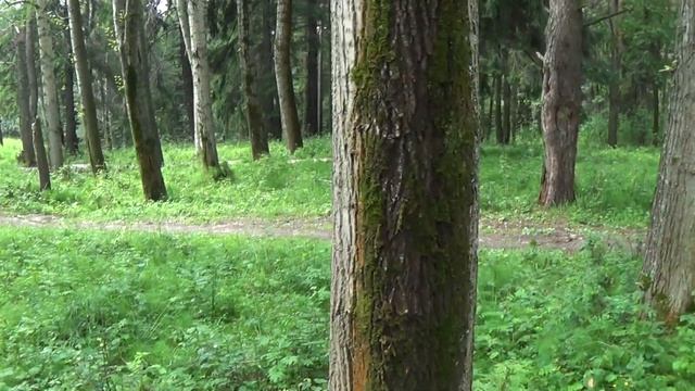 Ориентирование по мху на деревьях. Как не заблудиться в лесу! смотреть онлайн