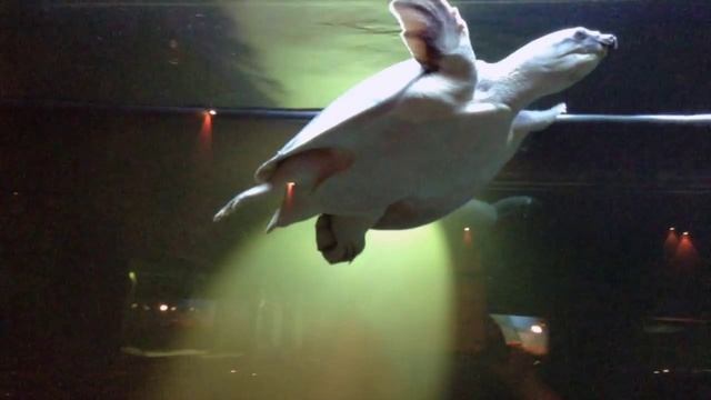 БОЛЬШАЯ МОРСКАЯ ЧЕРЕПАХА. смотреть онлайн