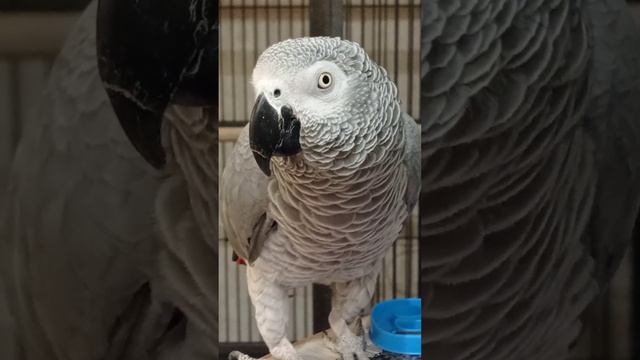 Попугай Гоша#Хорошка. Говори или повторяй за мной )) смотреть онлайн