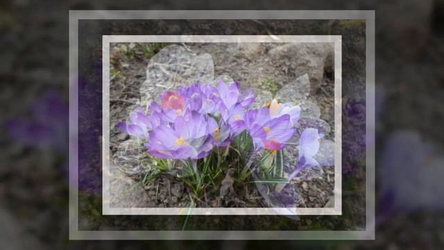 Крокусы в моём саду смотреть онлайн