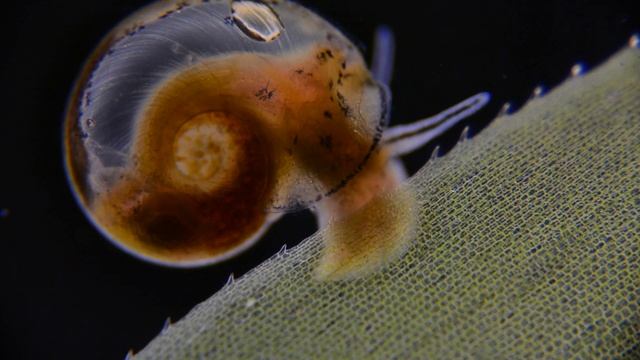Snail & Elodea densa (darkfield) смотреть онлайн