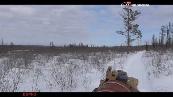 Охота на волка в Якутии / Осмотр территории.// Inspection of the territory.