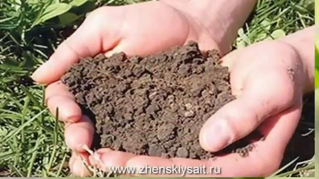Почему НЕ ЦВЕТЕТ черешня смотреть онлайн