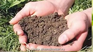 Почему НЕ ЦВЕТЕТ черешня