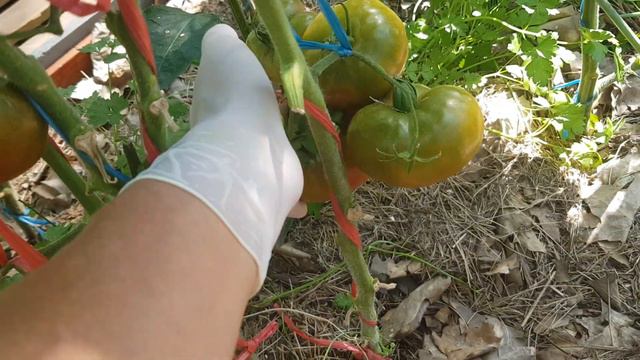 Обзор спелых томатов на 14 августа смотреть онлайн