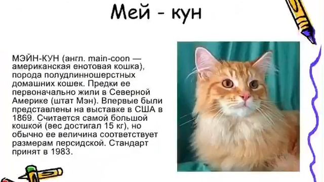 Смирнова Маргарита 3"А" класс. Мини-проект "Домашние кошки" смотреть онлайн