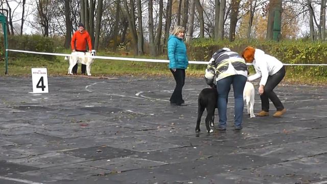 Выставка собак "Александрова Слобода 2016" смотреть онлайн