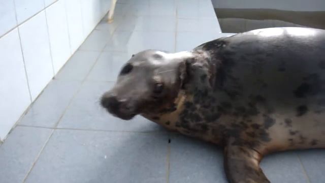 Тюлень Жива Т636 смотреть онлайн