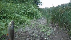 рыбалка на экраны, рыболовные экраны, улов крупного головля