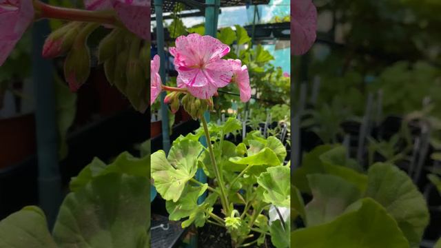 Geranium Garden Jewels смотреть онлайн