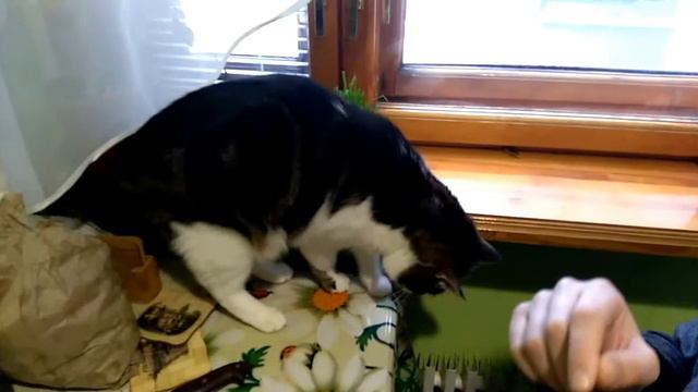 Бабочка в квартире зимой. Котик Лаваш гоняется за бабочкой смотреть онлайн