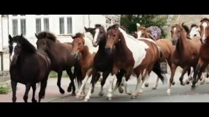 ЛОШАДИ  КЛИП ПОД ПЕСНЮ