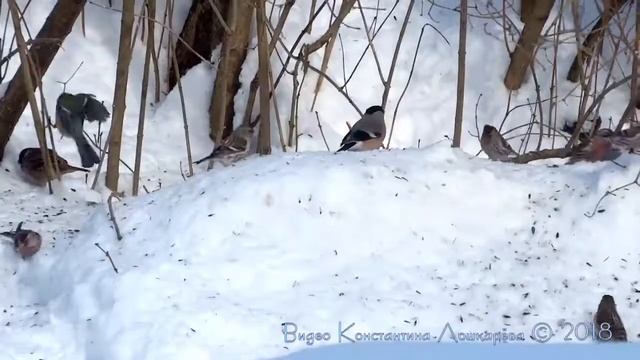 Сойки, снегири, воробьи, синицы, март смотреть онлайн