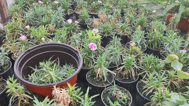 Plant Parenting Professionals