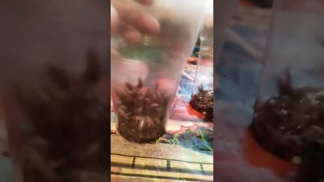 Как поймать тараканов часть1. смотреть онлайн