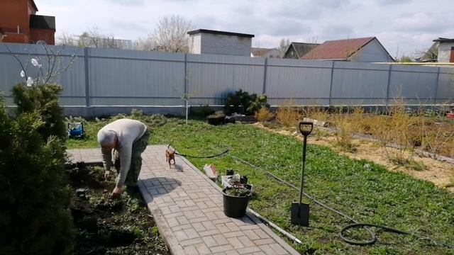 Посадка мирабилиса в Рязанской области смотреть онлайн