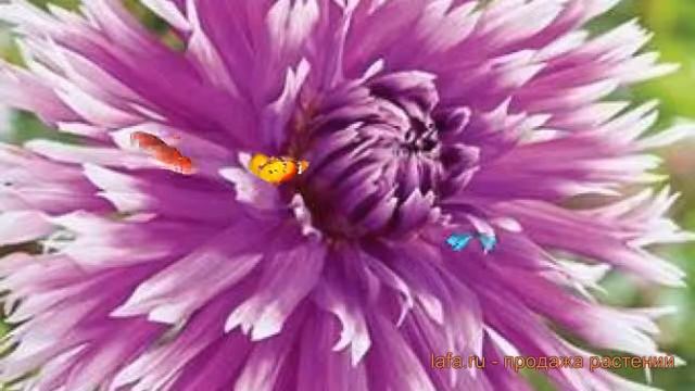 Георгина бахромчатая Тейбл Дансер ? обзор: как сажать, луковицы георгины Тейбл Дансер смотреть онлайн