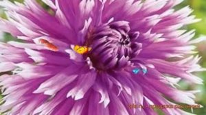 Георгина бахромчатая Тейбл Дансер ? обзор: как сажать, луковицы георгины Тейбл Дансер