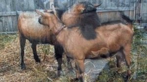 Разведение Чешских Бурых коз как бизнес | Козоводство | Чешская Бурая порода коз