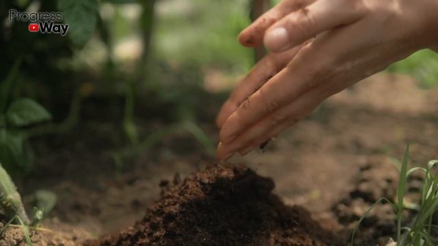 ОГУРЦЫ ДО МОРОЗОВ! Сделайте это 1 раз и собирайте урожай дольше всех!