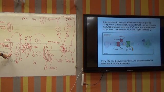 Митохондрии 2-4 смотреть онлайн