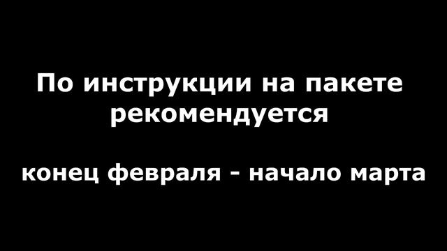 Как вырастить артишок из семян на Урале и в Сибири. смотреть онлайн