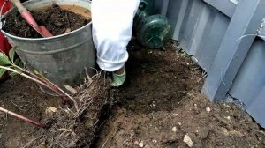 Посадка посконника