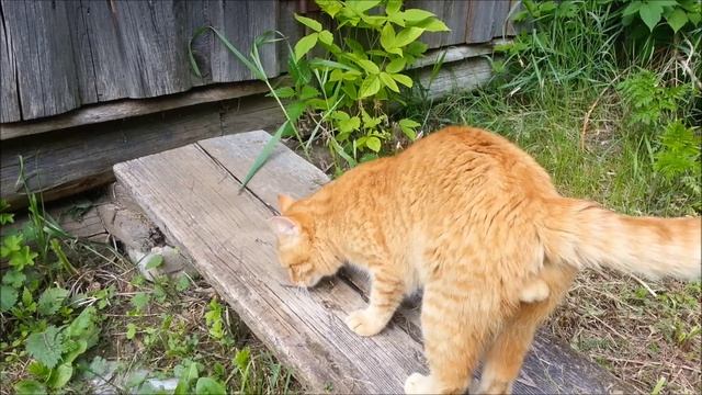 Лето, кошки и любовь смотреть онлайн