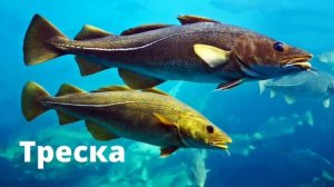 Название Рыб - Рыбы для детей - Барракуда | Сом | Угорь | Щука | Меч-Рыба | Fish Names in Russian