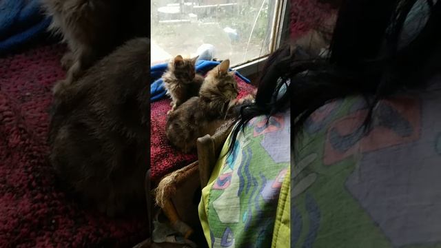 Многокотие делает прическу Анжелике в Котогородке. смотреть онлайн
