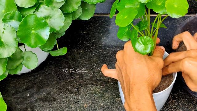 Pennywort care | Tips to make bushy Pennywort in 10days смотреть онлайн