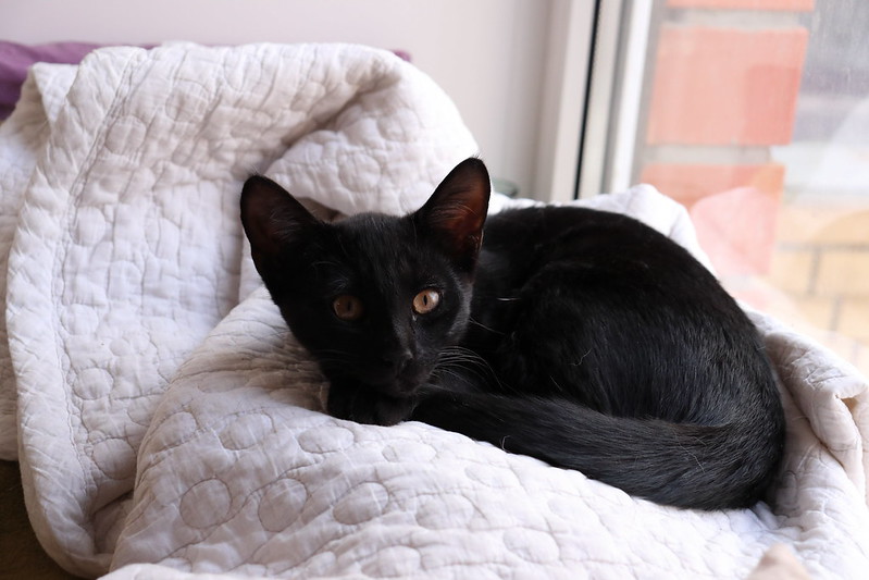 Проект CatOut! Давайте раскроем тайну!