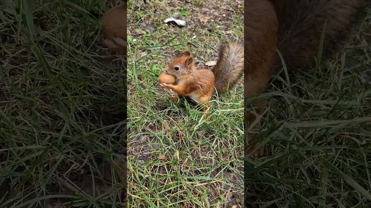 ▷Белка пытается открыть грецкий орех◁ смотреть онлайн