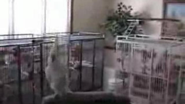 танцующий попугайчик смотреть онлайн