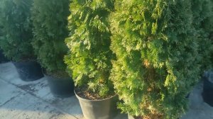 туя смарагд для живой изгороди  растояния между туями и забором и уход за туями