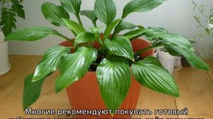 Хоста в домашних условиях в горшке