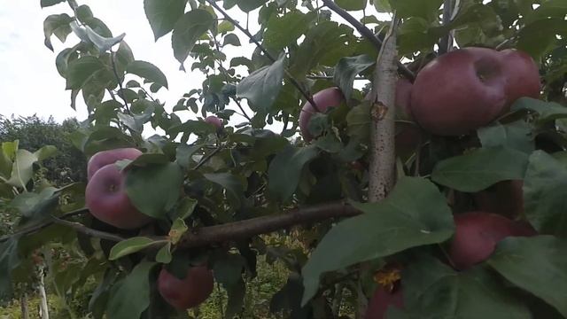 Белорусское малиновое, зимний сорт яблони. смотреть онлайн