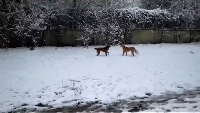 Тазы (Казахская борзая) смотреть онлайн