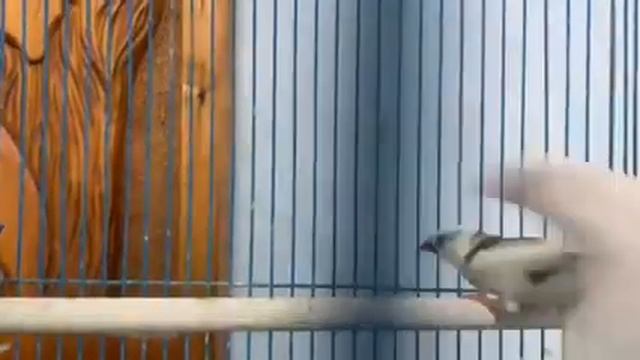 Шустрые птички - амадины смотреть онлайн