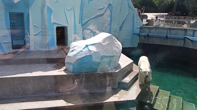 Белые медведи. Новосибирский зоопарк имени Р.А.Шило. смотреть онлайн