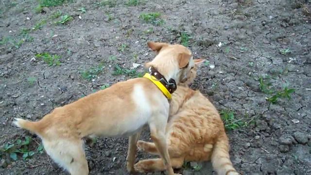 Котопес рыжий играют.MOV смотреть онлайн