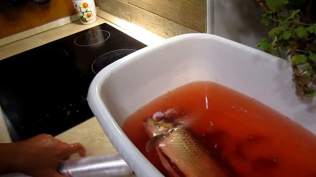 Лайфхак как правильно заморозить рыбу Хозяйкам на заметку (все дело в чешуе) всегда свежая рыба смотреть онлайн