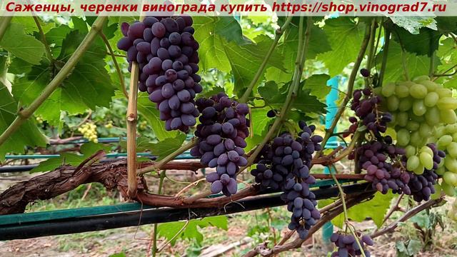 кишмиш юпитер смотреть онлайн