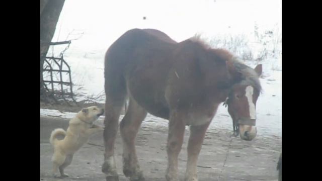 Лошадь у парикмахера смотреть онлайн