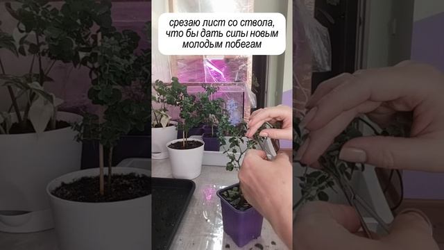 Стрижка листа у эвкалипта гунни смотреть онлайн