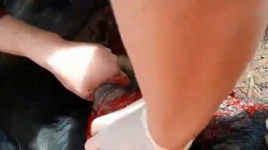 Хирургическое лечение ценуроза овец.