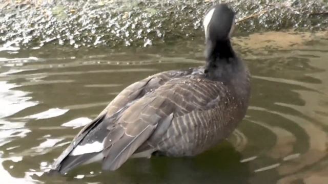 Perleffekt смотреть онлайн