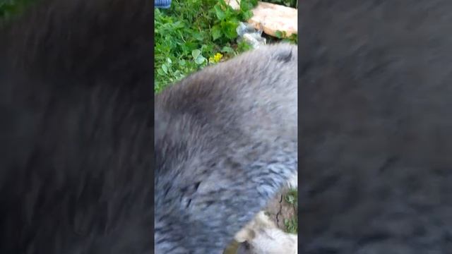 Второй месяц щенка хаски в доме. Мы только что купались! смотреть онлайн